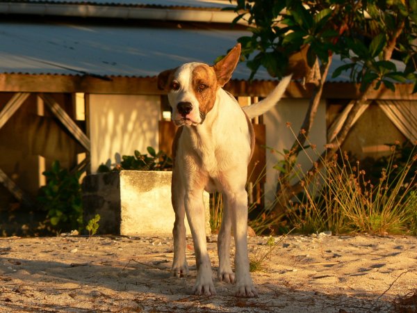 98- Vaiama, le chien d'Emile 